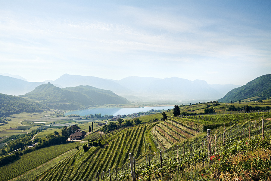 Weinberge - Villa Mayr